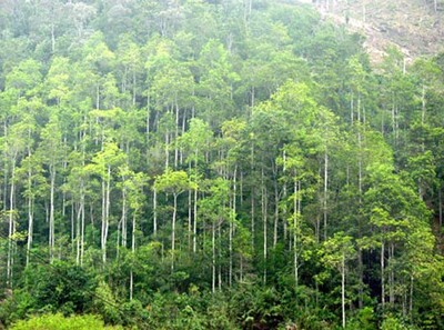 Bắc Giang phấn đấu trồng 5 triệu cây xanh và 40 ha rừng tập trung