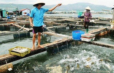 Quảng Ninh: Nuôi trồng thủy sản gắn với sức tải của môi trường