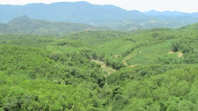 Con Cuông (Nghệ An): Phát triển kinh tế rừng là hướng đi bền vững