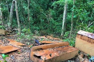 Bắt giam một nhân viên quản lý, bảo vệ rừng để điều tra vụ khai thác gỗ trái phép