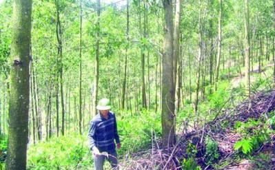 Thường Xuân (Thanh Hóa): Phát triển rừng bền vững rừng phòng hộ giai đoạn 2021-2030