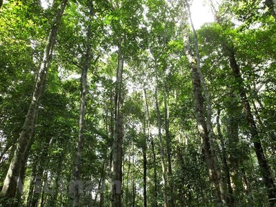 Đắk Nông tăng cường quản lý rừng tự nhiên, nâng cao độ che phủ