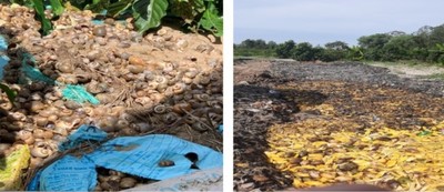 Hậu Giang phát hiện 2 doanh nghiệp trên đổ chất thải rắn công nghiệp ra môi trường