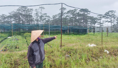 Lâm Đồng: Mỏi mòn tìm cây dược liệu,… tại Dự án Trồng cây dược liệu Lạc Dương 50 tỷ đồng