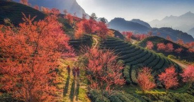 Mùa hoa anh đào tuyệt mỹ ở Vân Nam, Trung Quốc