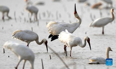 Trung Quốc ghi nhận số chim nước kỷ lục tại hồ Bà Dương trong năm 2021