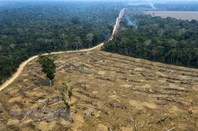 Các nhà khoa học cảnh báo về tình trạng phá rừng tại Brazil