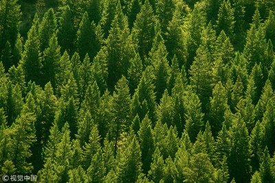 Trung Quốc: Bắc Kinh sẽ “phủ xanh” 10.000ha đất rừng trong năm 2022
