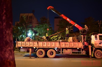 Công nhân xuyên đêm chuyển cây xanh để mở rộng đường Hoàng Quốc Việt, Hà Nội