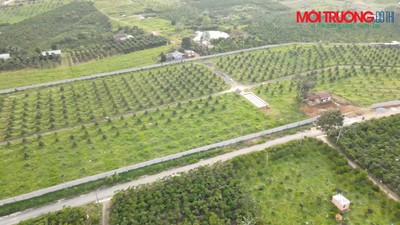 Lâm Đồng: Cty Bảo Lộc Huy Hoàng “hô biến” dự án Trang trại chè công nghệ cao thành… vườn sầu riêng
