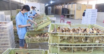 Khánh Hòa phát triển ngành chăn nuôi bền vững, thích ứng với biến đổi khí hậu