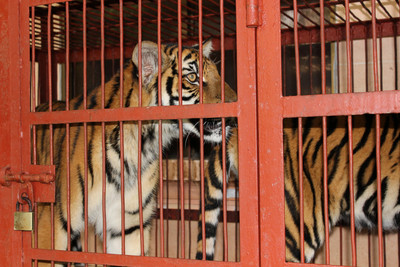 Nhâm Dần 2022: Năm Hổ và câu chuyện nuôi hổ để “bảo tồn” tại Việt Nam