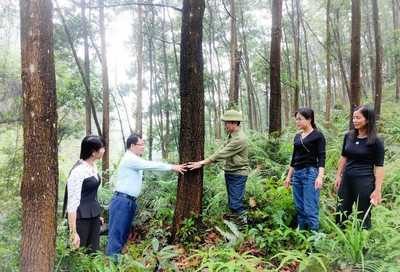 Nhân rộng diện tích trồng rừng gỗ lớn