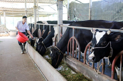 Quảng Ninh: Đảm bảo vệ sinh môi trường trong chăn nuôi