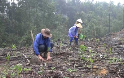 Quảng Ninh chú trọng công tác bảo vệ và phát triển rừng