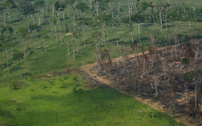 Diện tích rừng Amazon ở Brazil bị tàn phá cao kỷ lục trong tháng 1
