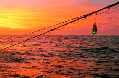 Lưới đánh cá phát sáng giúp bảo vệ nhiều loài sinh vật biển