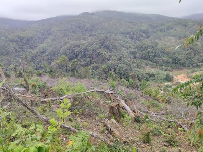 Kon Tum: Khởi tố vụ phá rừng nghiêm trọng