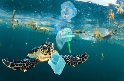 Báo động cuộc ‘đại tuyệt chủng lần thứ 6’ vì ô nhiễm nhựa