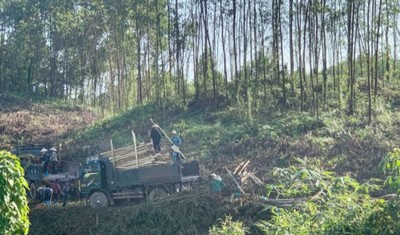 Hải Hà (Quảng Ninh) phấn đấu giữ vững tỷ lệ che phủ rừng và nâng cao chất lượng rừng