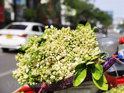 Phố phường Hà Nội ngát hương thơm mùa hoa bưởi