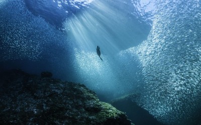 Cảnh báo: 70% đại dương trên thế giới sẽ bị ngạt vì thiếu oxy do biến đổi khí hậu