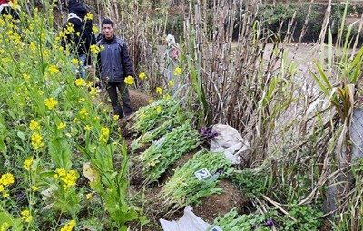 Hà Giang: Phát hiện trồng 700 cây thuốc phiện vào vườn cải