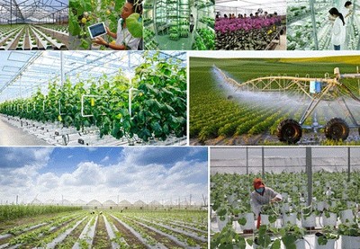 Bà Rịa - Vũng Tàu phát triển nông nghiệp công nghệ cao