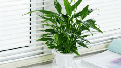 Trồng cây cảnh trong nhà giúp lọc không khí tốt hơn