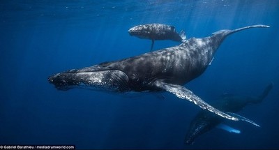 Một con cá voi có giá trị bằng cả nghìn cây xanh trong việc loại bỏ CO2