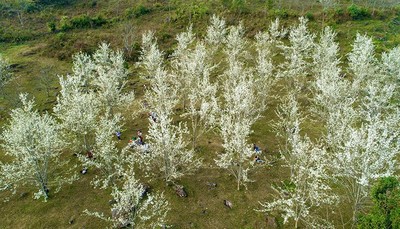 Tuyên Quang: Sẵn sàng cho lễ hội hoa lê Hồng Thái