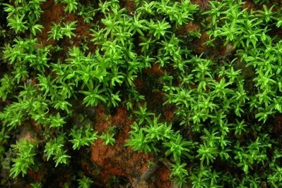 Chỉ thị rêu Barbula indica - triển vọng mới cho lĩnh vực quan trắc môi trường