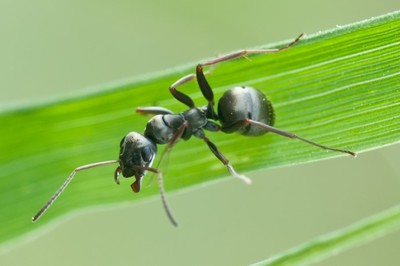 Loài kiến có khả năng phát hiện các tế bào ung thư ở người