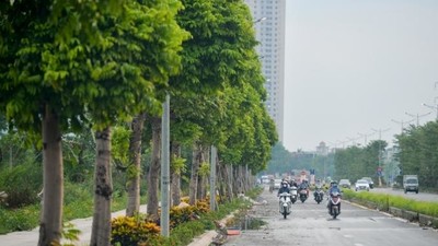 Phấn đấu trồng gần 2,9 triệu cây xanh ở khu vực ngoại thành Hà Nội
