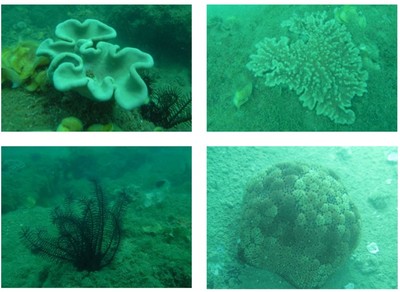 Hiệu quả của các rạn san hô nhân tạo trong việc phục hồi tài nguyên sinh vật biển