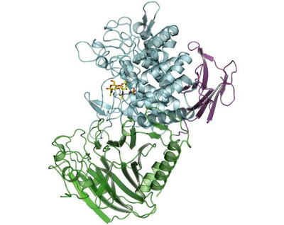 Enzyme vi khuẩn cấu trúc tinh thể có thể tạo ra polymer phân hủy sinh học mới