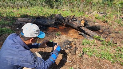 Phát hiện vụ đốn cây, đốt gỗ trái phép trong rừng phòng hộ ở Đà Lạt