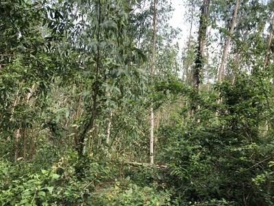 Quảng Ngãi: Đất rừng Giông Tranh bị chiếm dụng trái phép? (Bài 2)