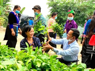 Lào Cai: Phụ nữ huyện Văn Bàn tích cực trồng cây xanh bảo vệ môi trường