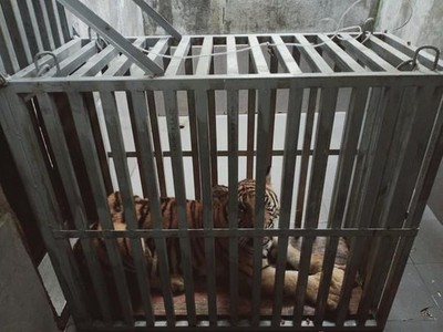 7 cá thể hổ ở Nghệ An đã được đưa về nuôi tại Vườn Quốc gia Phong Nha - Kẻ Bàng
