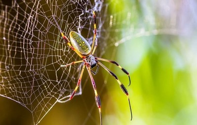 Sử dụng protein tơ nhện để tiêu diệt ung thư trên người