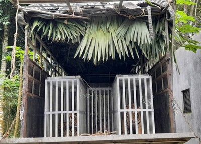 Quảng Bình: Bàn giao 7 cá thể hổ Đông Dương cho Vườn Quốc gia Phong Nha-Kẻ Bàng