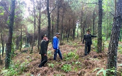 Quảng Ninh quyết liệt trong công tác quản lý, bảo vệ, phát triển rừng