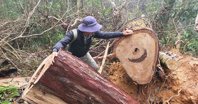 Đề xuất sửa luật để bảo vệ rừng Tây Nguyên