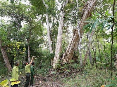 Đắk Lắk: Bắt quả tang nhân viên bảo vệ rừng nhận hối lộ của lâm tặc