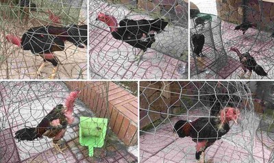 Cảnh sát phá sới gà, bắt nhiều đối tượng ở Nghệ An