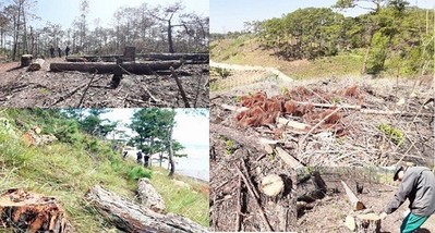 Lâm Đồng: Cận cảnh 1,9 ha rừng bị phá hoại trái phép thuộc lâm phần DNTN Anh Hải quản lý