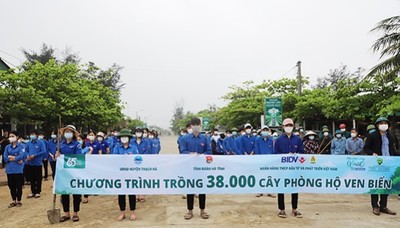 Hà Tĩnh trồng 38.000 cây xanh phòng hộ ven biển Thạch Hà