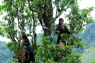 Có thêm 207 cây cổ thụ được công nhận là Cây Di sản Việt Nam