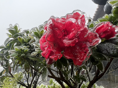 Đỗ quyên nở đỏ rực rỡ trong băng trên đỉnh Fansipan